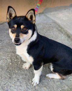 Miska a black and tan Romanian rescue dog | 1 Dog at a Time Rescue UK