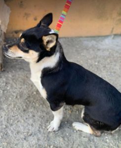 Miska a black and tan Romanian rescue dog | 1 Dog at a Time Rescue UK