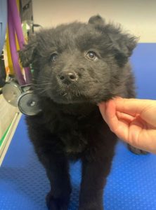 Mollie a black Romanian rescue dog | 1 Dog at a Time Rescue UK