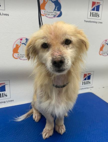 Barney a cream Romanian rescue dog 11_1 Dog at a Time Rescue UK Barney a cream Romanian rescue dog | 1 Dog at a Time Rescue UK