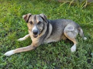 Bertie a tan Romanian rescue dog | 1 Dog at a Time Rescue UK