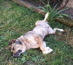 Bertie a tan Romanian rescue dog | 1 Dog at a Time Rescue UK