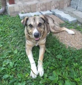 Bertie a tan Romanian rescue dog | 1 Dog at a Time Rescue UK