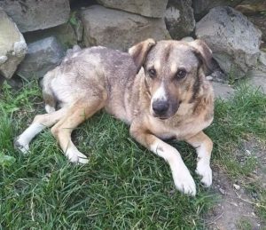 Bertie a tan Romanian rescue dog | 1 Dog at a Time Rescue UK