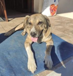 Bertie a tan Romanian rescue dog | 1 Dog at a Time Rescue UK