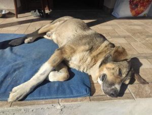 Bertie a tan Romanian rescue dog | 1 Dog at a Time Rescue UK