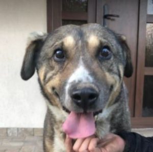 Bertie a tan Romanian rescue dog | 1 Dog at a Time Rescue UK