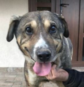 Bertie a tan Romanian rescue dog | 1 Dog at a Time Rescue UK