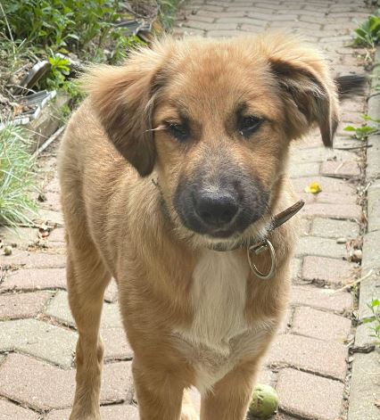 Clyde a brown romanian rescue dog | 1 dog at a time rescue uk