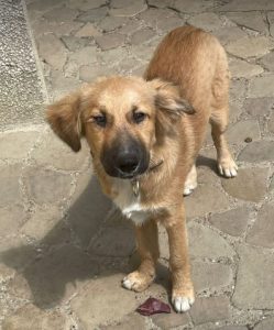 Clyde a brown romanian rescue dog | 1 dog at a time rescue uk