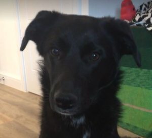 Oana a black Romanian rescue dog | 1 Dog at a Time Rescue UK