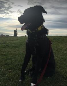 Oana a black Romanian rescue dog | 1 Dog at a Time Rescue UK