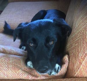 Oana a black Romanian rescue dog | 1 Dog at a Time Rescue UK