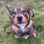 Emily a brown and black Romanian rescue dog 1 |1 Dog at a Time Rescue UK
