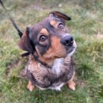 Emily a brown and black Romanian rescue dog 1 |1 Dog at a Time Rescue UK