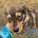 Emily a brown and black Romanian rescue dog 1 |1 Dog at a Time Rescue UK