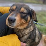 Emily a brown and black Romanian rescue dog 1 |1 Dog at a Time Rescue UK