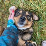 Emily a brown and black Romanian rescue dog 1 |1 Dog at a Time Rescue UK