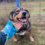 Emily a brown and black Romanian rescue dog 1 |1 Dog at a Time Rescue UK