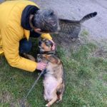 Emily a brown and black Romanian rescue dog 1 |1 Dog at a Time Rescue UK