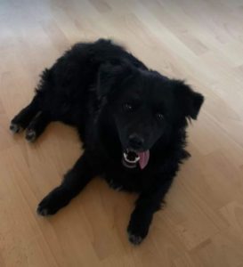 Freeway a black Romanian rescue dog | 1 Dog at a Time Rescue UK