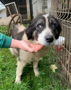 Howie a white and grey Romanian rescue dog | 1 Dog at a Time Rescue UK