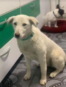 Jessica a white Romanian rescue dog | 1 Dog at a Time Rescue UK