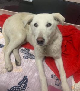 Jessica a white Romanian rescue dog | 1 Dog at a Time Rescue UK