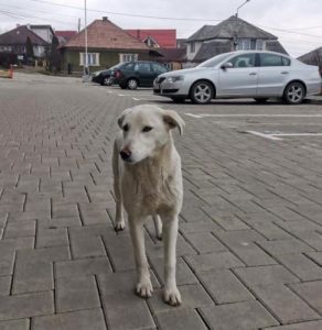 Jessica a white Romanian rescue dog | 1 Dog at a Time Rescue UK