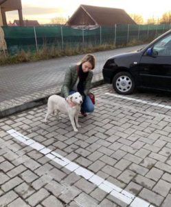 Jessica a white Romanian rescue dog | 1 Dog at a Time Rescue UK