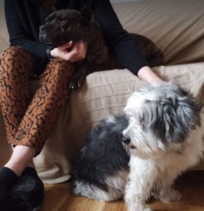 Manolo a brindle Romanian rescue dog _1 Dog at a Time Rescue UK