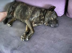 Manolo a brindle Romanian rescue dog _1 Dog at a Time Rescue UK