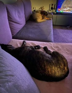 Manolo a brindle Romanian rescue dog _1 Dog at a Time Rescue UK