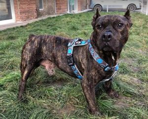 Manolo a brindle Romanian rescue dog _1 Dog at a Time Rescue UK