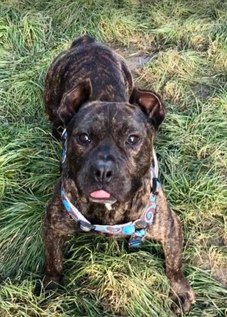 Manolo a brindle Romanian rescue dog _1 Dog at a Time Rescue UK