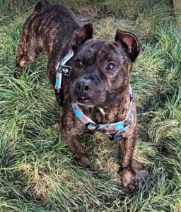 Manolo a brindle Romanian rescue dog _1 Dog at a Time Rescue UK