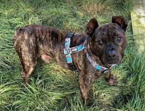 Manolo a brindle Romanian rescue dog _1 Dog at a Time Rescue UK