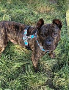 Manolo a brindle Romanian rescue dog _1 Dog at a Time Rescue UK