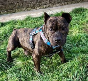 Manolo a brindle Romanian rescue dog _1 Dog at a Time Rescue UK