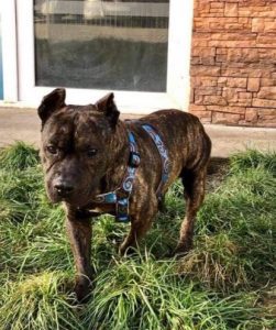 Manolo a brindle Romanian rescue dog _1 Dog at a Time Rescue UK