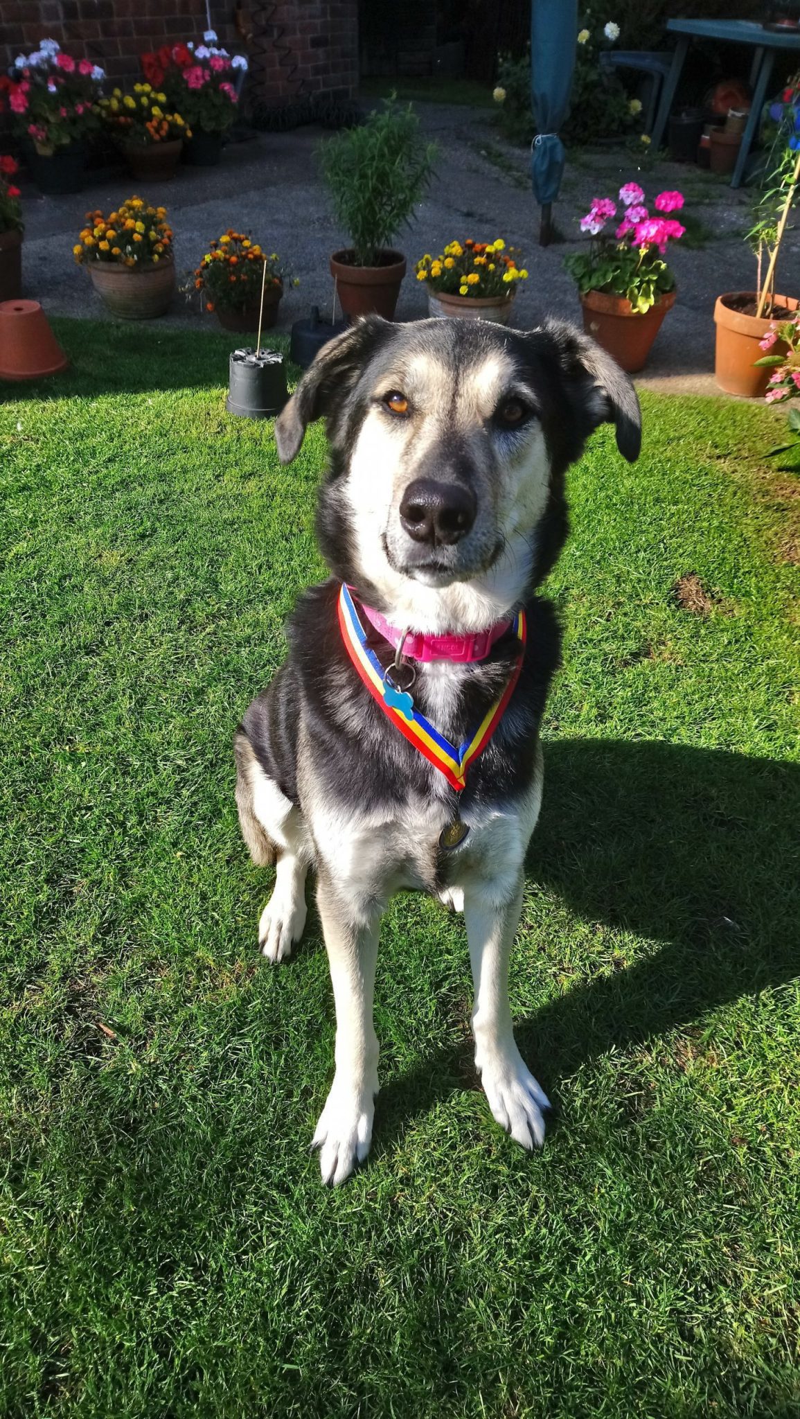 Tilly a black and tan Romanian rescue dog with her Happys hero medal | 1 Dog At a Time Rescue UK | Dedicated To Rescuing and Rehoming Romanian Street Dogs