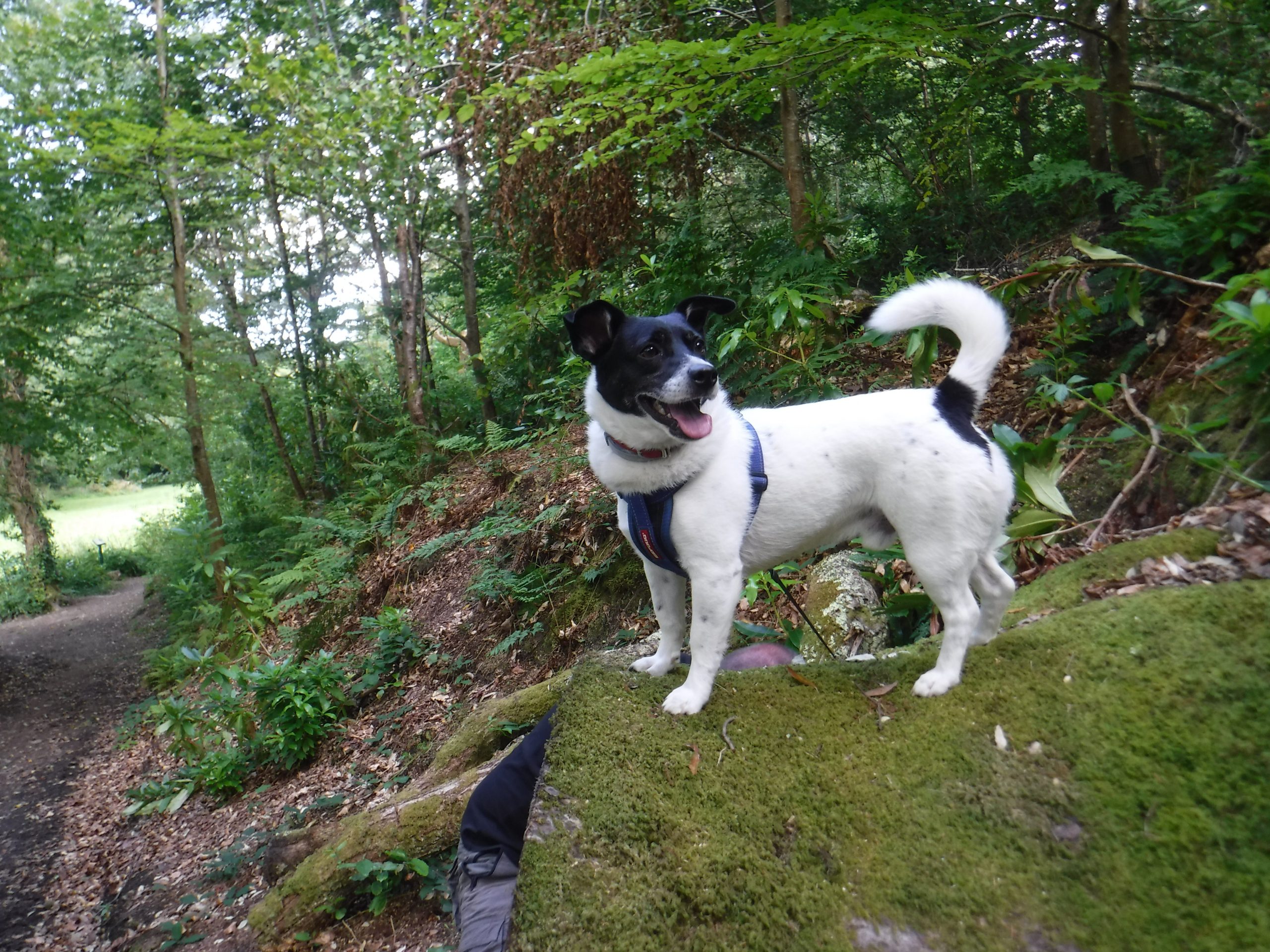 Bobby A Small Black And White Romanian Rescue Dog Standing On A Rock | 1 Dog At a Time Rescue UK | Dedicated To Rescuing and Rehoming Romanian Street Dogs