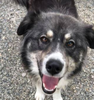 Elsa a black and white romanian rescue dog 1_1 dog at a time rescue uk Elsa a brindle Romanian rescue dog | 1 Dog at a Time Rescue UK