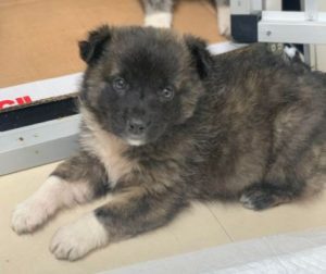Grace a brown Romanian rescue dog | 1 Dog at a Time Rescue UK
