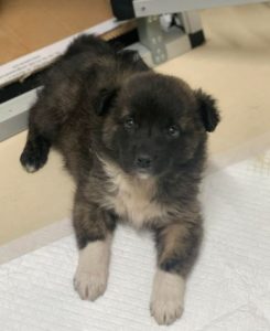 Grace a brown Romanian rescue dog | 1 Dog at a Time Rescue UK