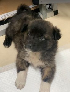 Grace a brown Romanian rescue dog | 1 Dog at a Time Rescue UK