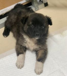 Grace a brown Romanian rescue dog | 1 Dog at a Time Rescue UK