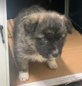 Hope a grey Romanian rescue dog | 1 Dog at a Time Rescue UK