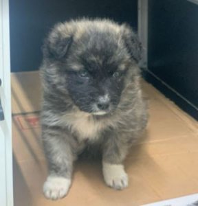 Hope a grey Romanian rescue dog | 1 Dog at a Time Rescue UK