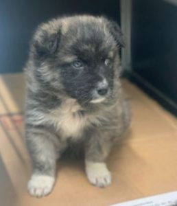 Hope a grey Romanian rescue dog | 1 Dog at a Time Rescue UK